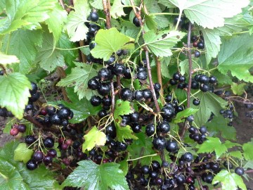 Ягоды смородины