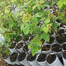 Саженцы малины